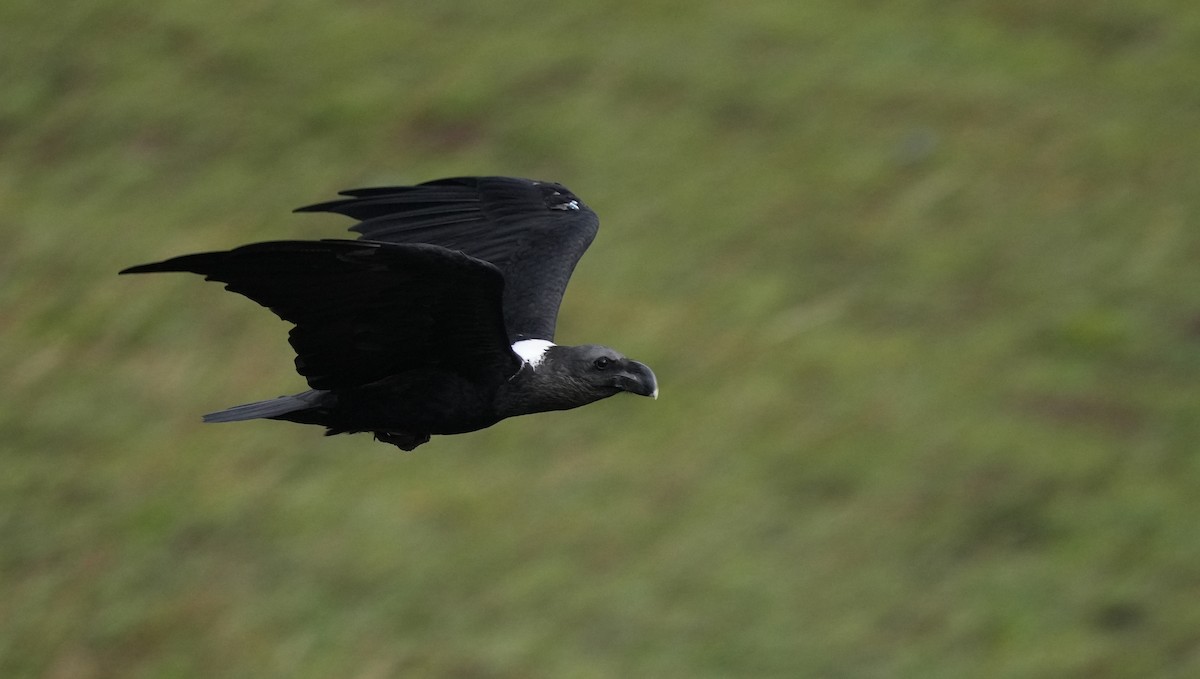 Corbeau à nuque blanche - ML625075827