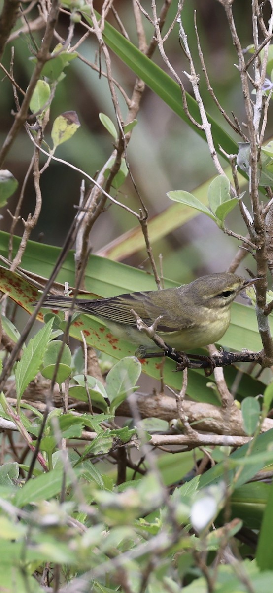 Willow Warbler - ML625075836