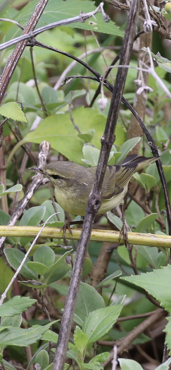 Willow Warbler - ML625075838