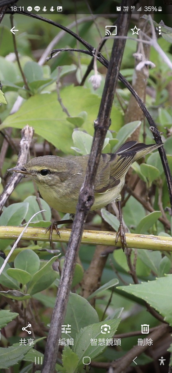 Willow Warbler - ML625075839