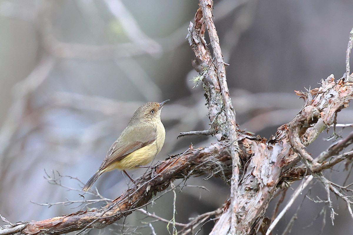 Buff-rumped Thornbill - ML625075878