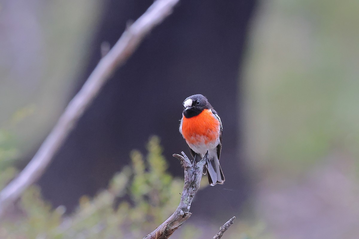 Scarlet Robin - ML625075880