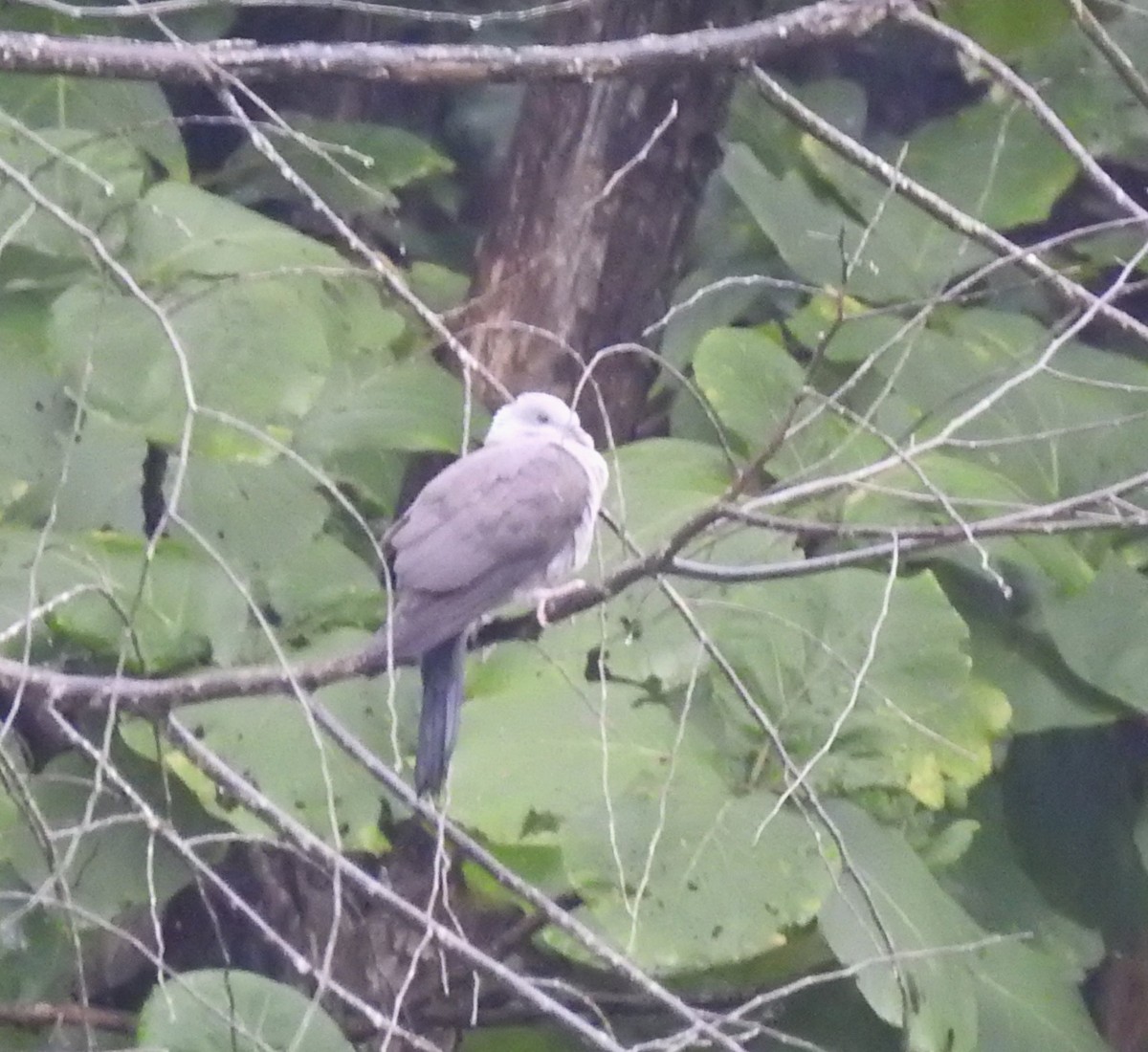 Nilgiri Wood-Pigeon - ML625076012