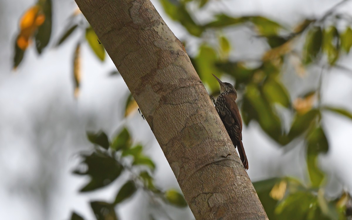 Dusky-capped Woodcreeper (Layard's) - ML625076044