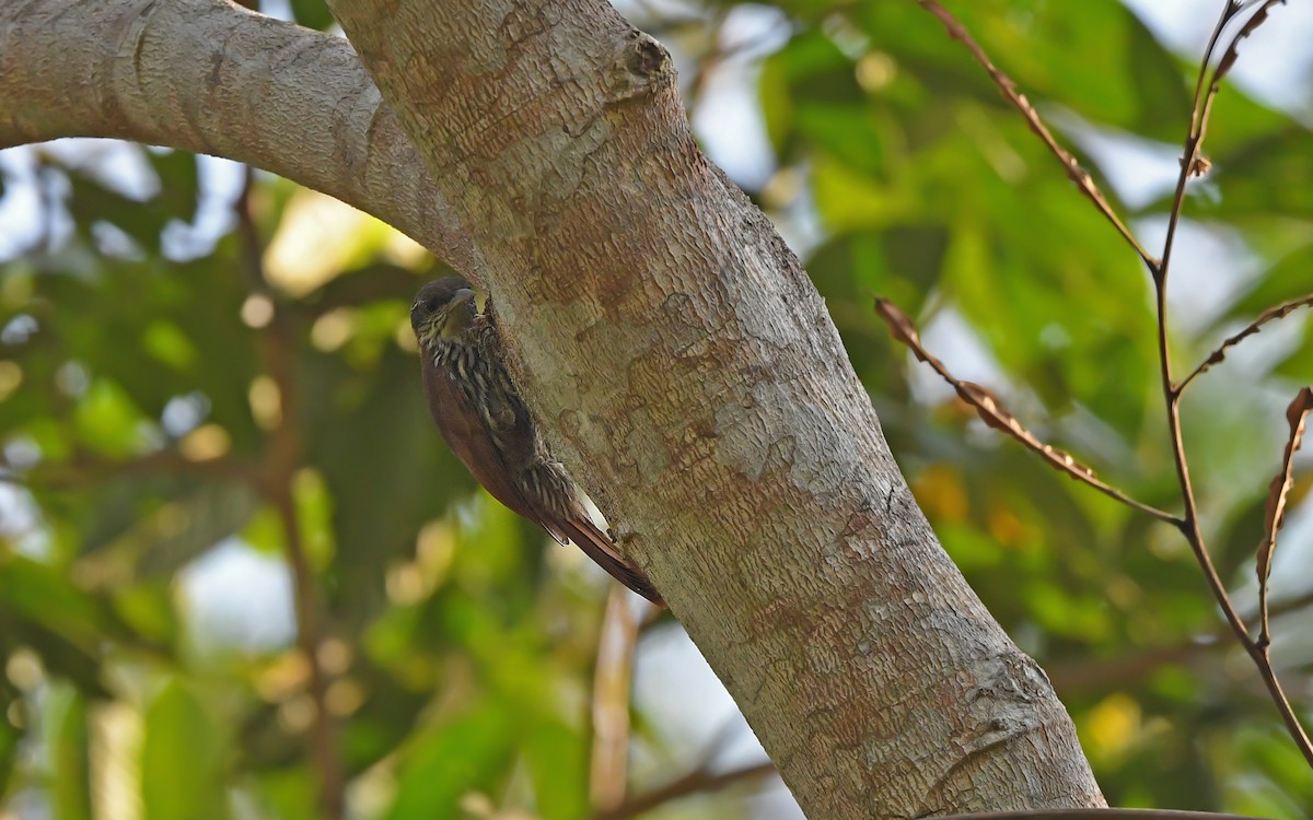 Dusky-capped Woodcreeper (Layard's) - ML625076045