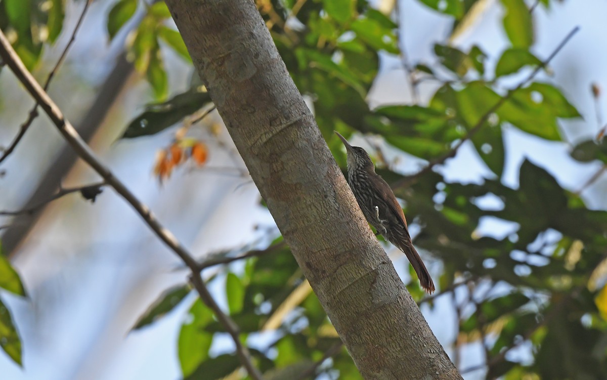 Dusky-capped Woodcreeper (Layard's) - ML625076046