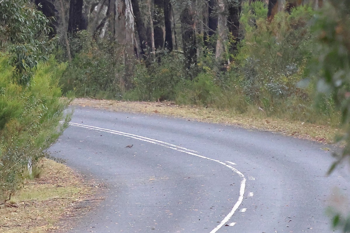 Spotted Quail-thrush - ML625076069