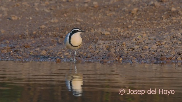 Egyptian Plover - ML625076083