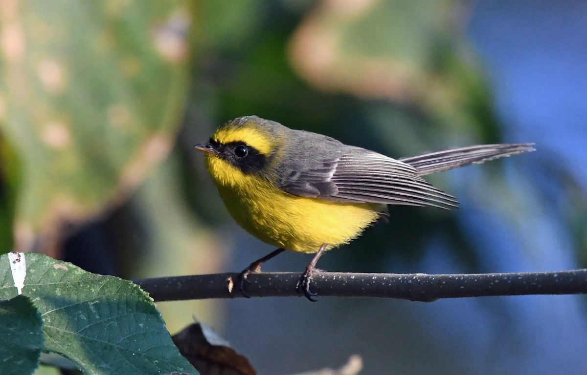 Yellow-bellied Fairy-Fantail - ML625076108