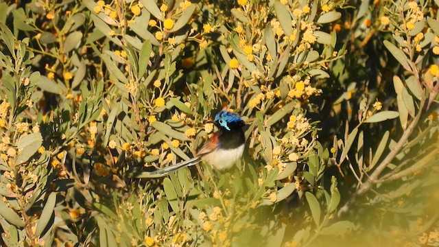 Purple-backed Fairywren (Purple-backed) - ML625076303