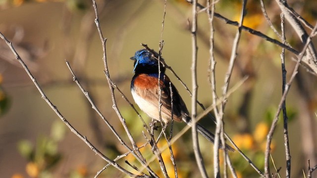 Purple-backed Fairywren (Purple-backed) - ML625076305