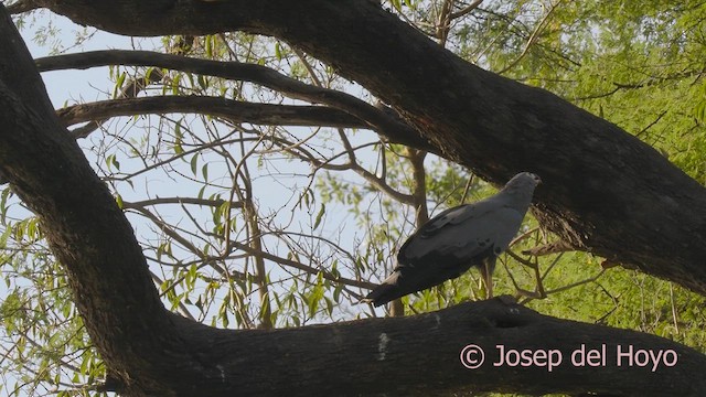 African Harrier-Hawk - ML625076342
