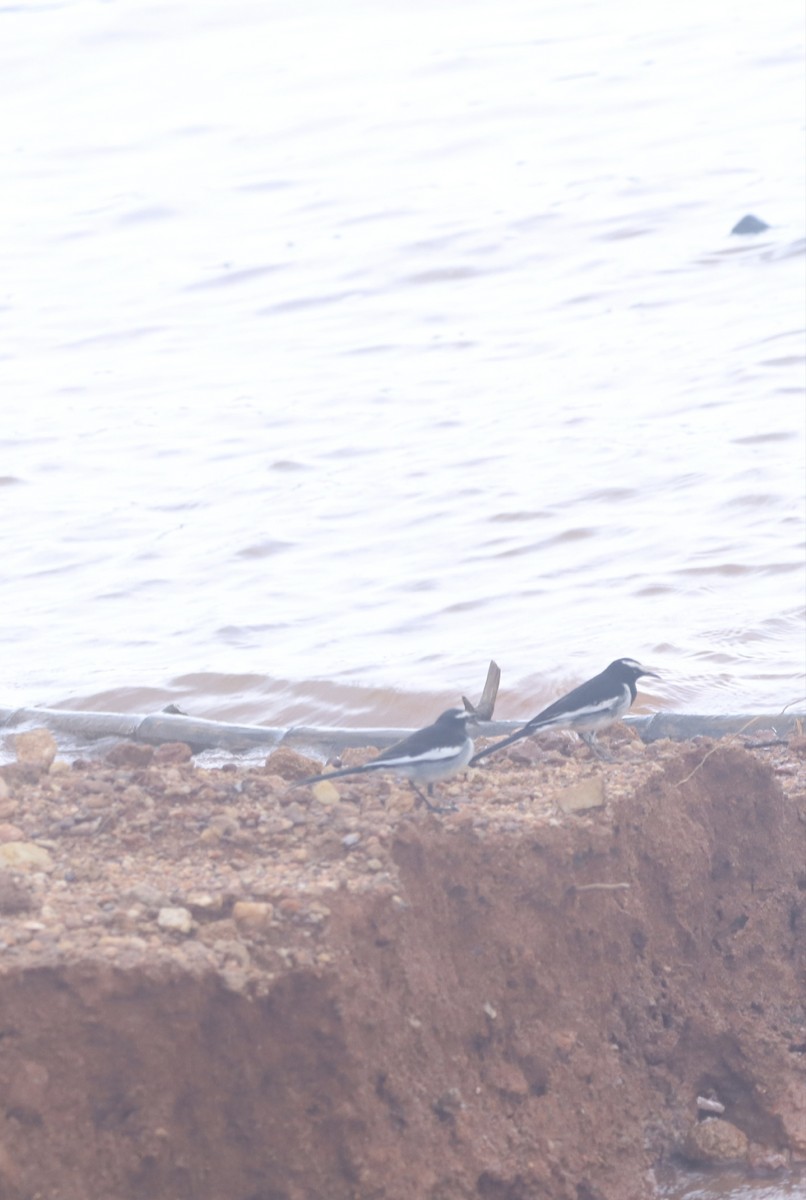 White-browed Wagtail - PRABHAKAR GUJJARAPPA