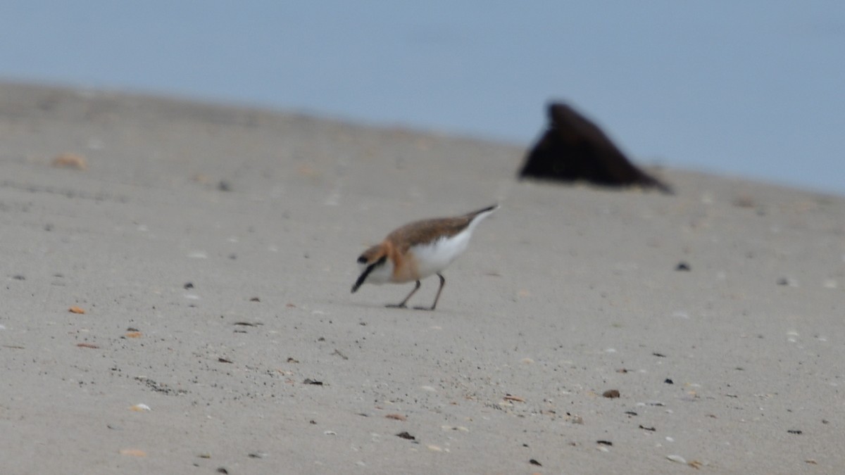 White-fronted Plover - ML625077011