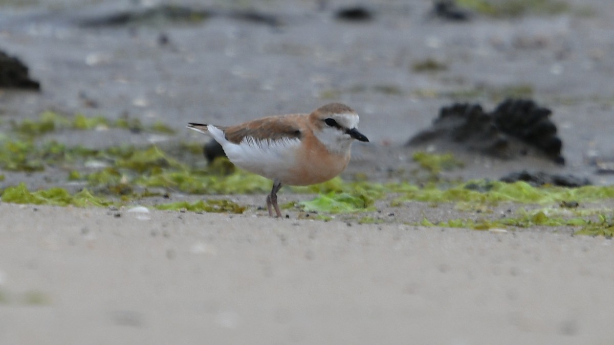 White-fronted Plover - ML625077012