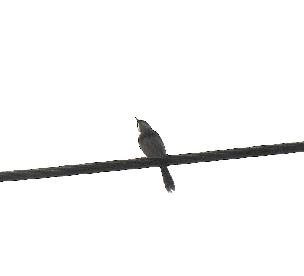 Gray-breasted Prinia - ML625077060