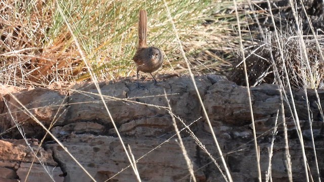 Dusky Grasswren - ML625077086