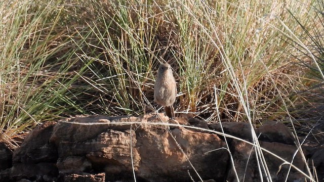 Dusky Grasswren - ML625077087