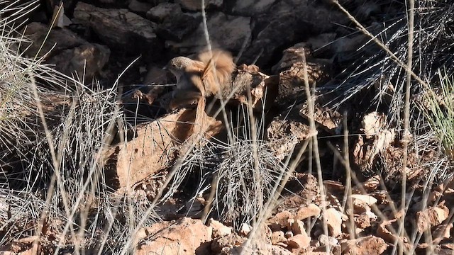 Dusky Grasswren - ML625077088