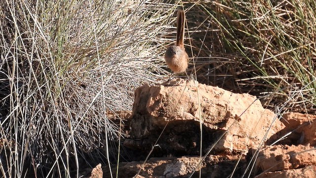 Dusky Grasswren - ML625077089