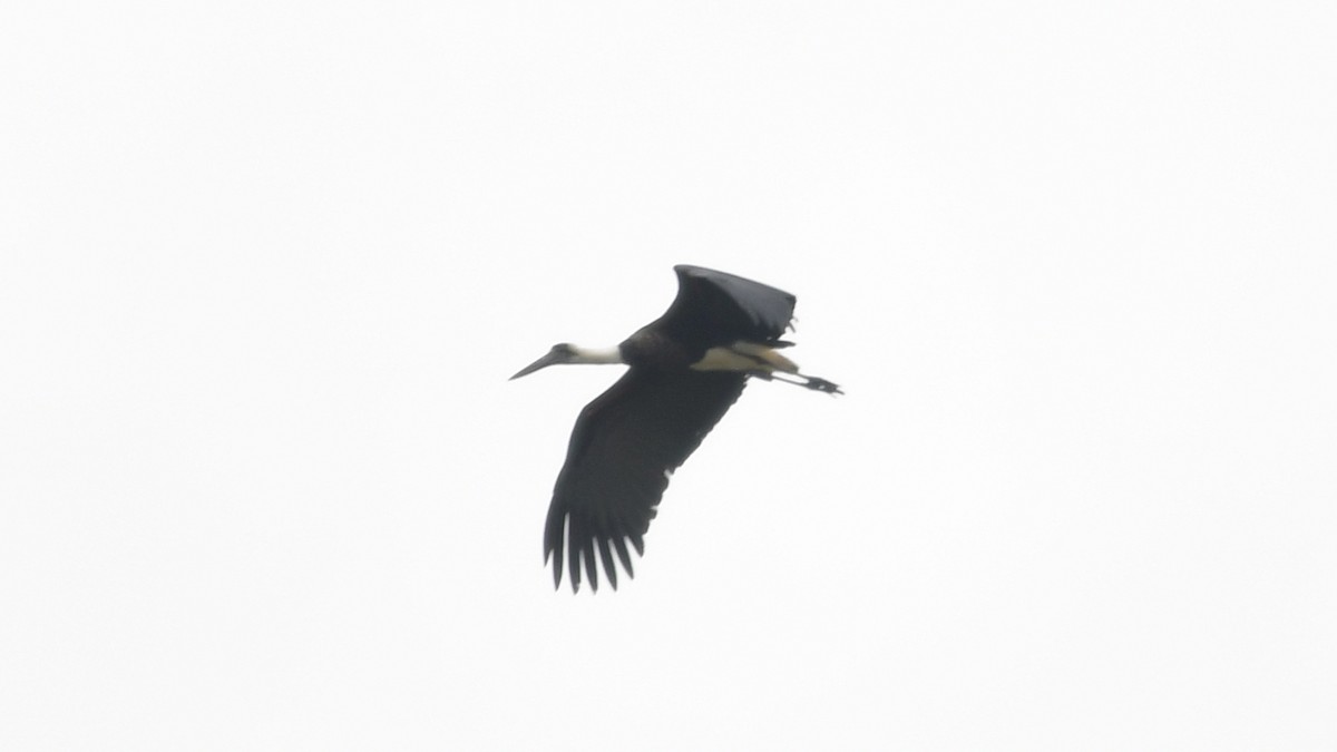 African Woolly-necked Stork - ML625077210