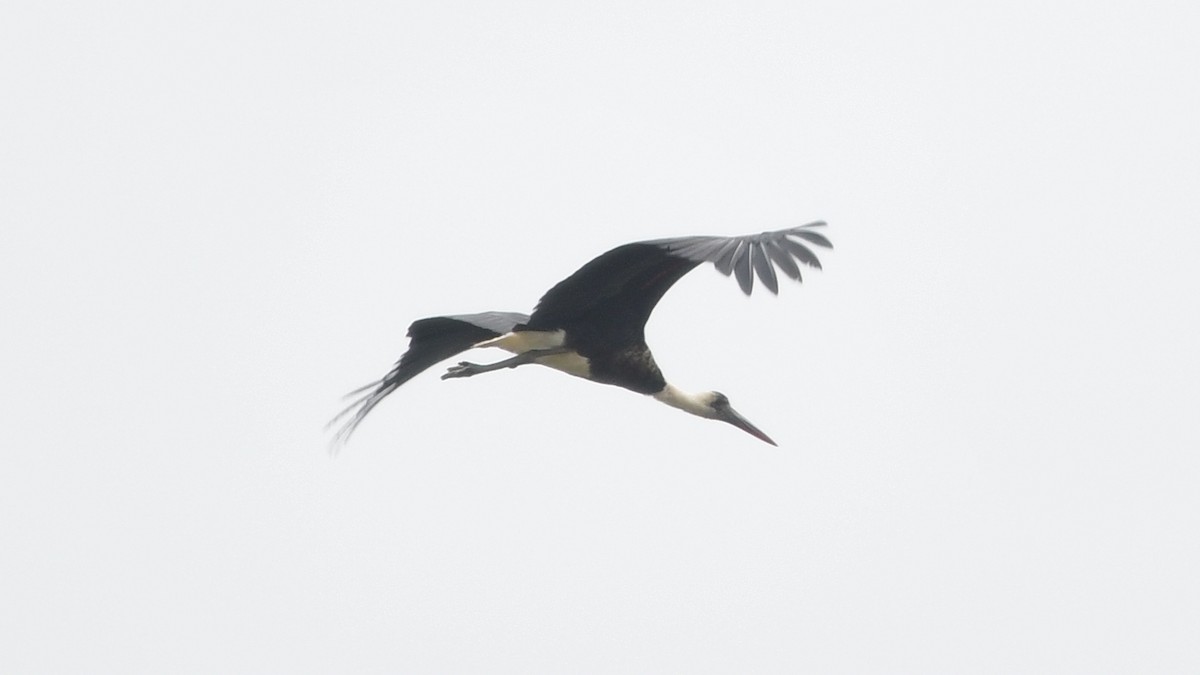 African Woolly-necked Stork - ML625077211