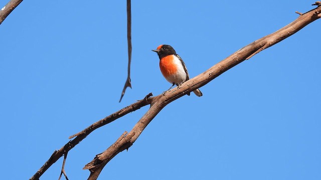Red-capped Robin - ML625077219