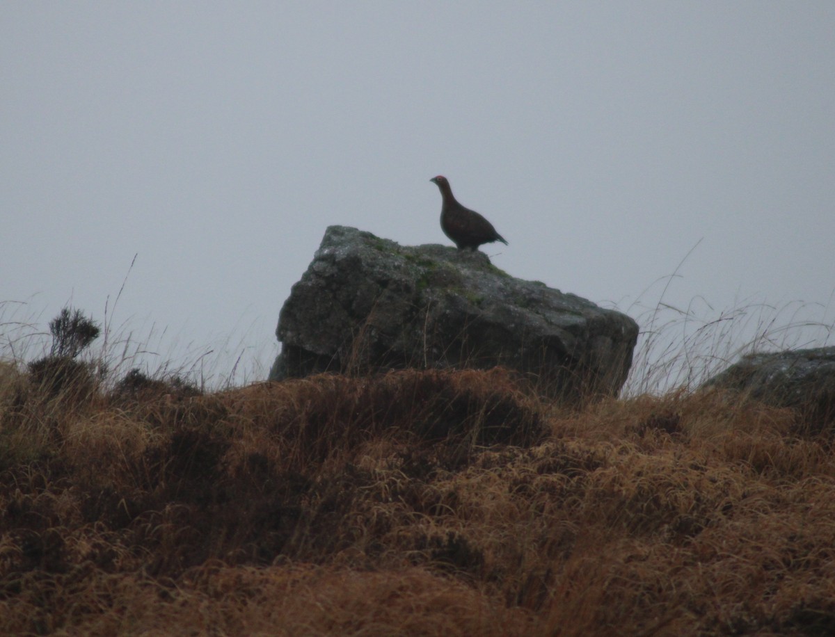 Willow Ptarmigan - ML625077302