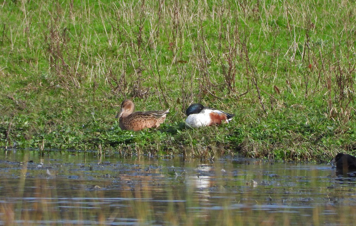 Northern Shoveler - ML625077373