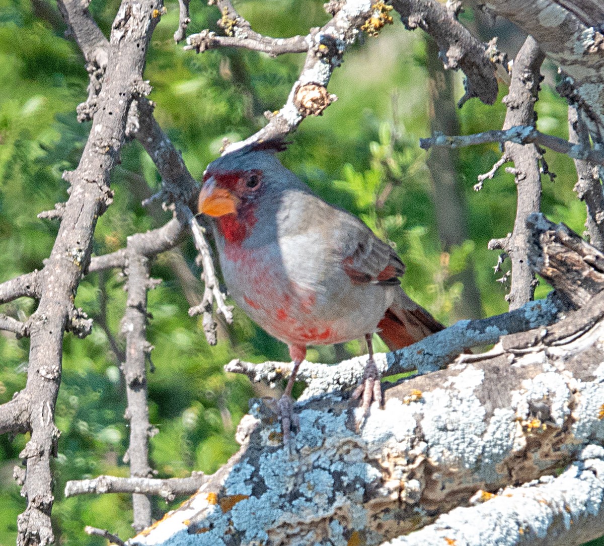ムネアカコウカンチョウ - ML625077374