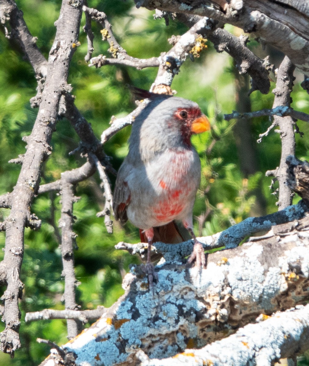 ムネアカコウカンチョウ - ML625077375