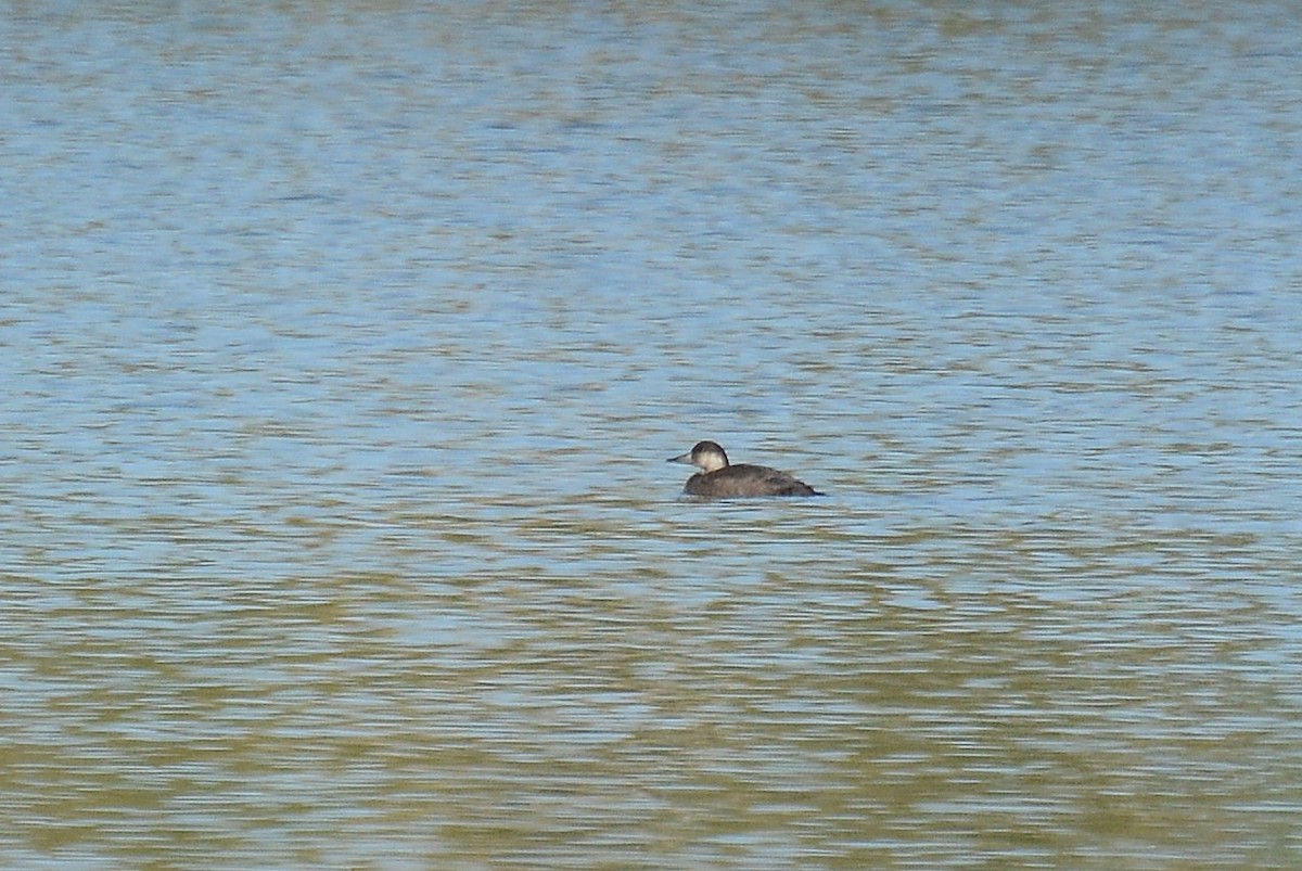 Common Scoter - Gwidon Gaudnik