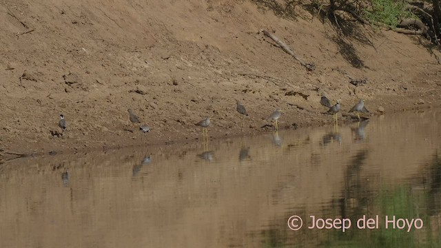 Spur-winged Lapwing - ML625077425