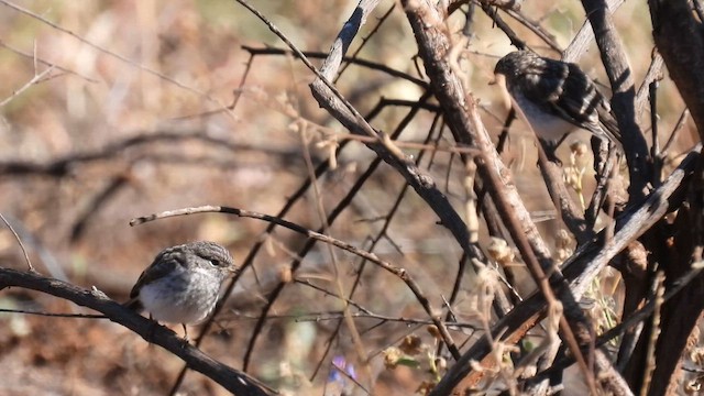 Red-capped Robin - ML625077428