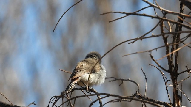Chestnut-rumped Thornbill - ML625077524