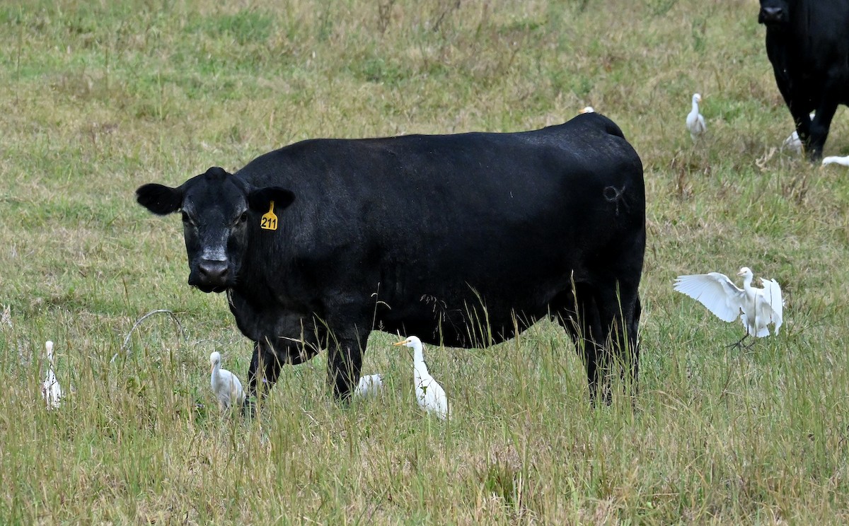 Western Cattle-Egret - ML625077593