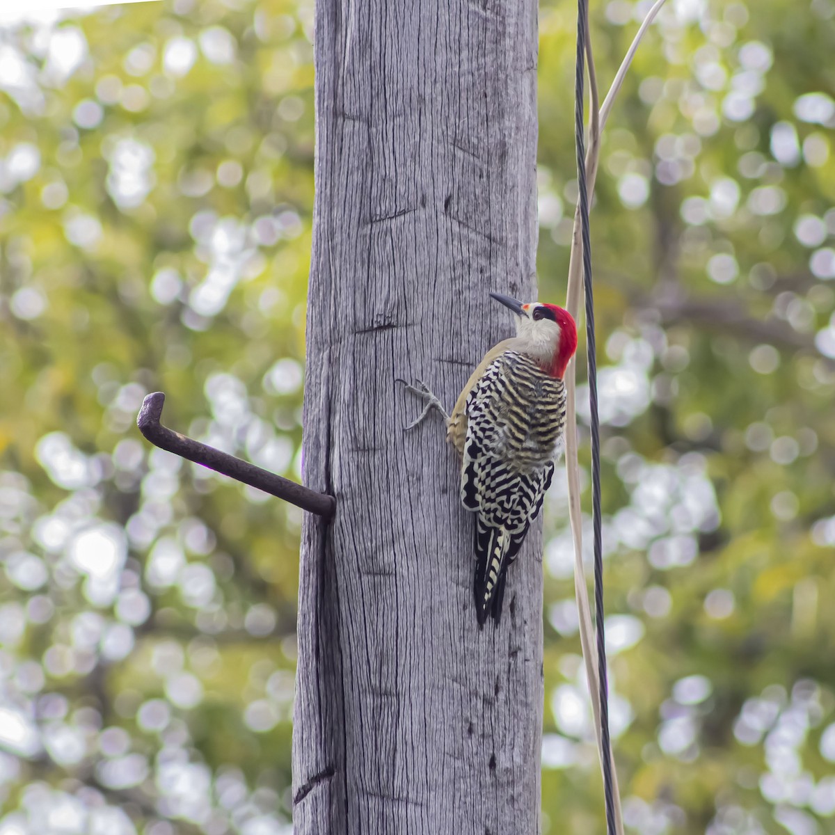 West Indian Woodpecker - ML625077597