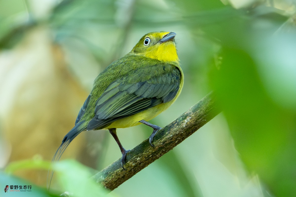 Wire-tailed Manakin - ML625077633