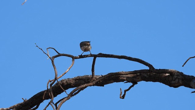 Chestnut-rumped Thornbill - ML625077655