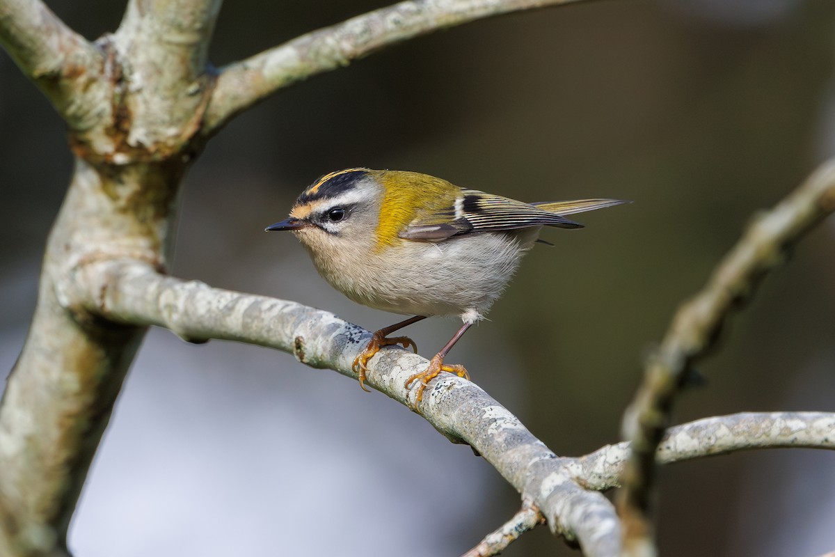 Common Firecrest - ML625077695