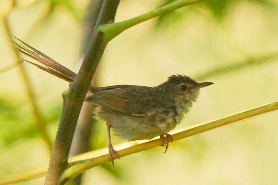 Himalayan Prinia - ML625077758