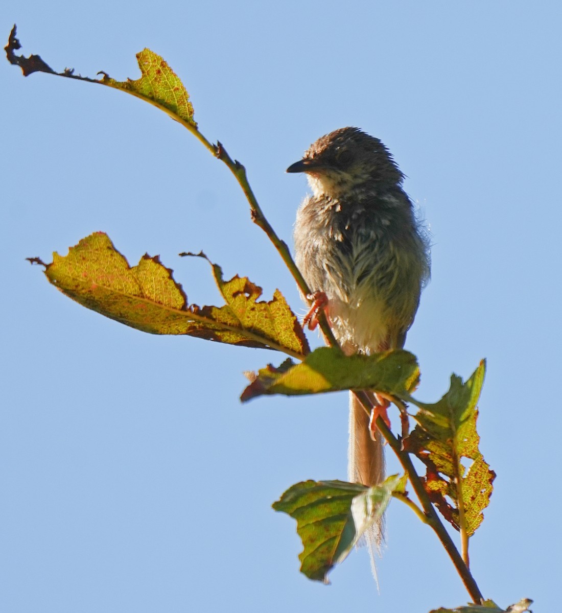 Himalayan Prinia - ML625077759