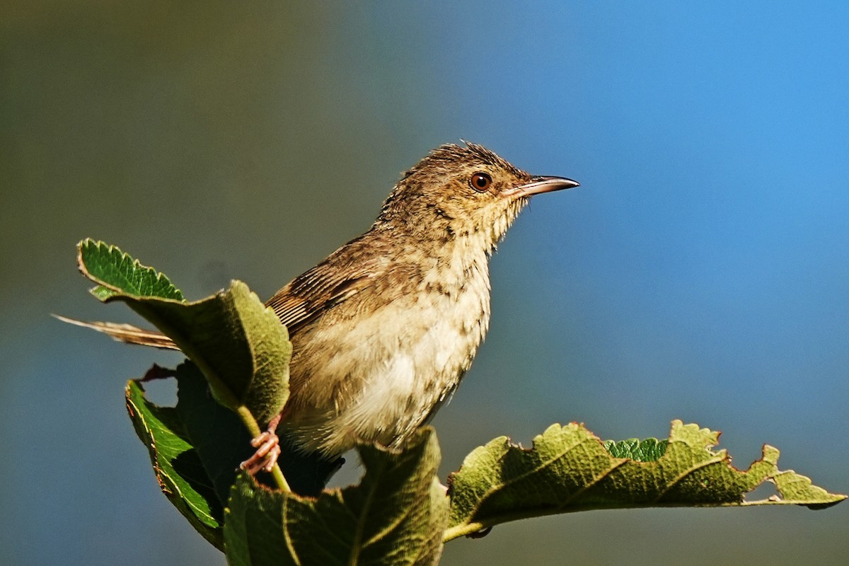 Himalayan Prinia - ML625077760