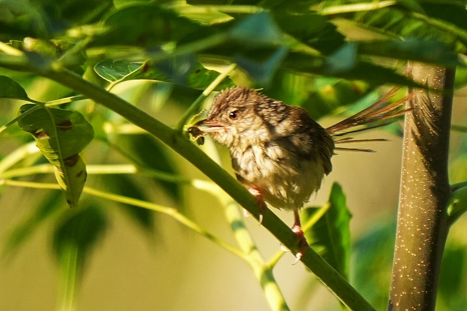 Himalayan Prinia - ML625077761