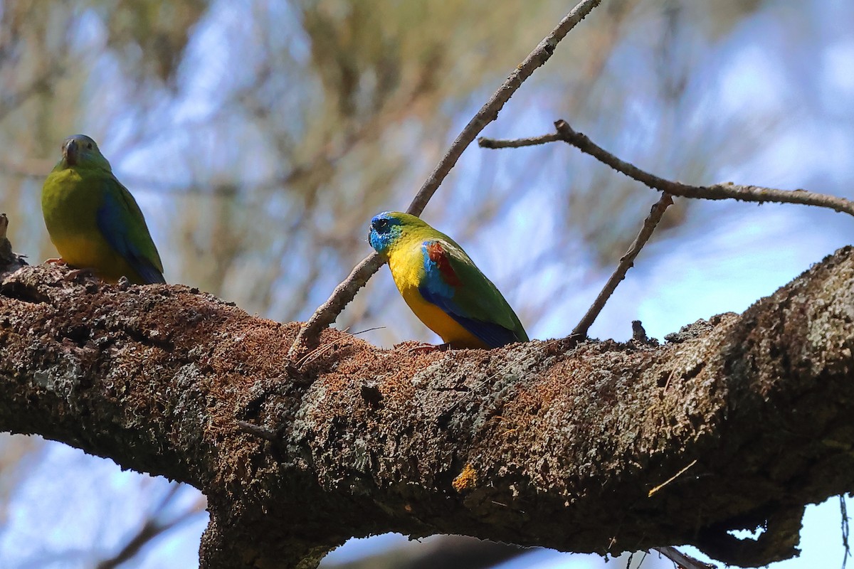 Turquoise Parrot - ML625077920