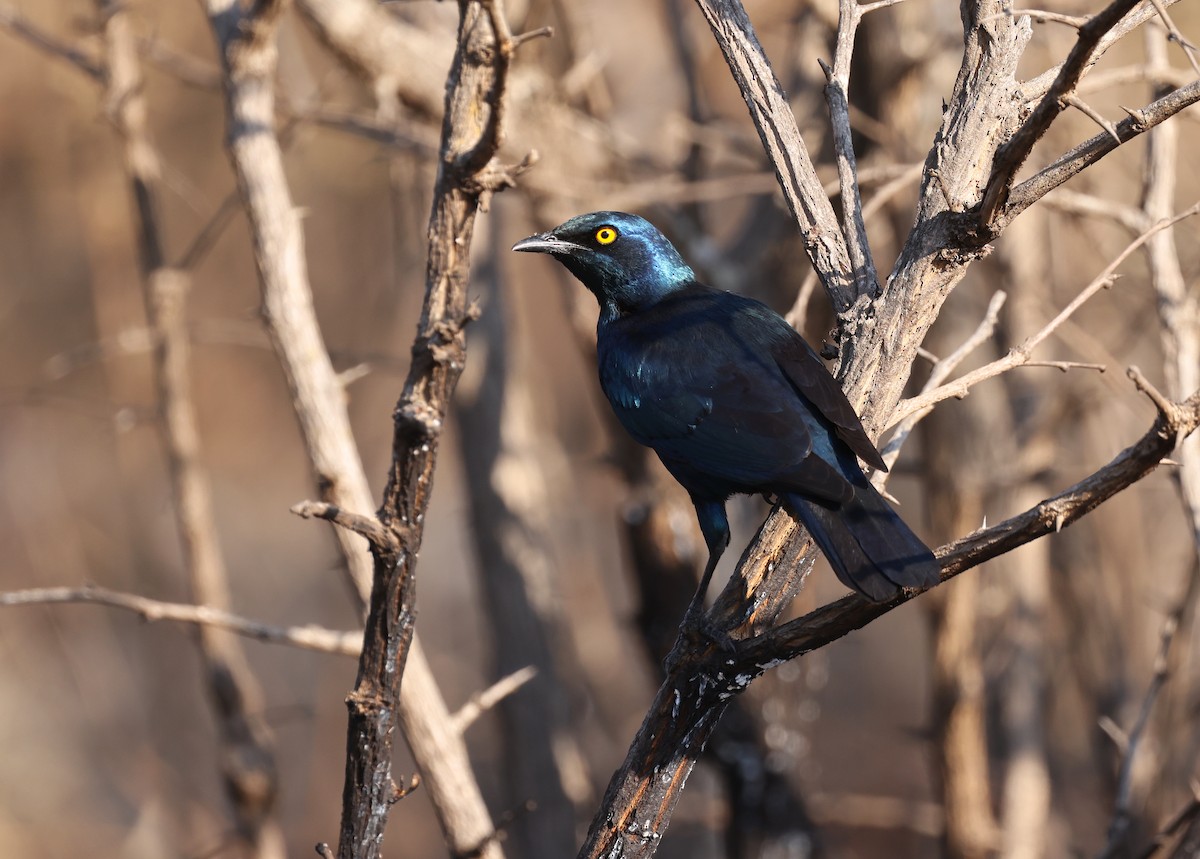 Greater Blue-eared Starling - ML625077934