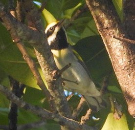 Lawrence's Warbler (hybrid) - ML625078047