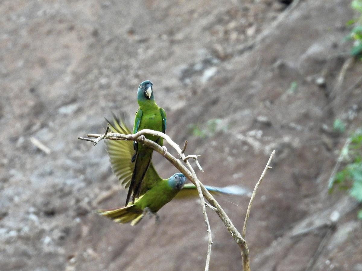 ヤマヒメコンゴウインコ - ML625078087