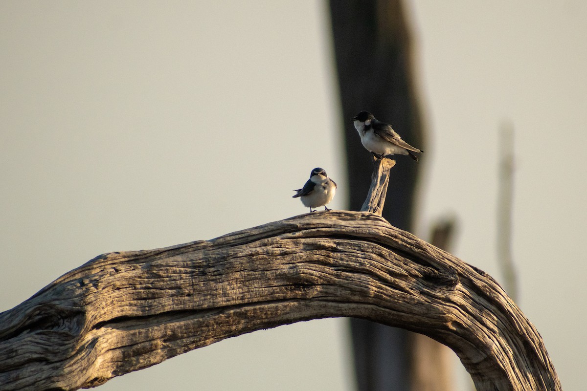 White-rumped Swallow - Ezequiel Racker