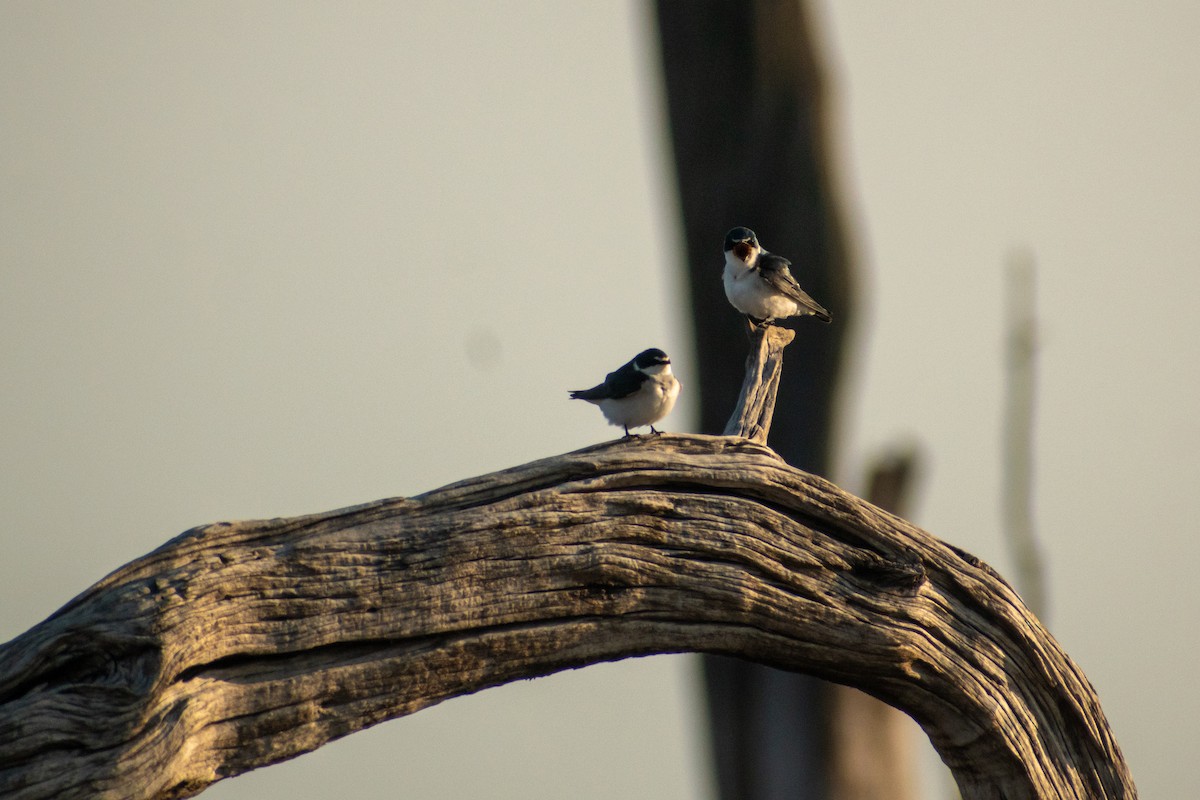 Golondrina Cejiblanca - ML625078206